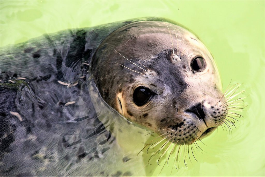 Texel zeehond